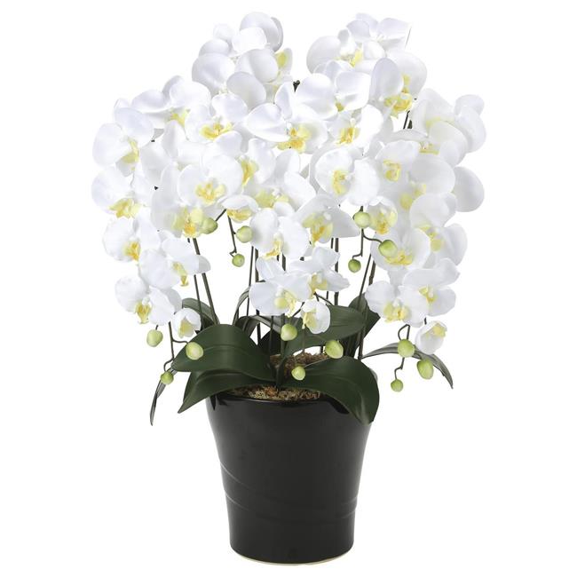 楽天市場】光触媒 造花光の楽園 クイーン胡蝶蘭5本立W/AB【ラッピング