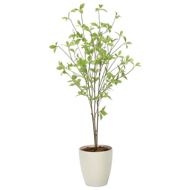 楽天市場】光触媒 光の楽園 クロモジ1.6 インテリア フェイクグリーン