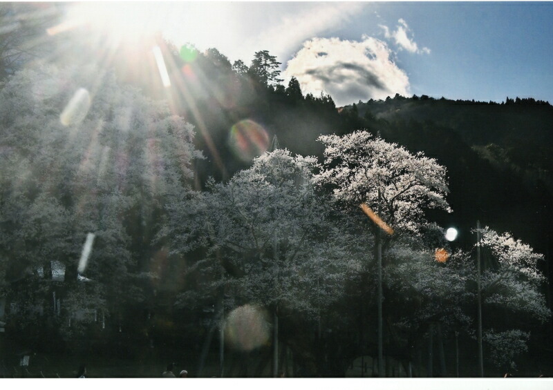 秋元隆良 奇跡の写真 薄墨桜 山の神 開運アート 開運アイテム 開運グッズ 龍 絵 画像 写真 開運 幸運 開運インテリア 運気アップ 開運フォト 開運写真 スピリチュアルグッズ 縁起物 お祝い事 事務所開き 誕生日 プレゼント ギフト 贈り物 グッズ おすすめ 人気 24,090円