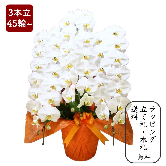 胡蝶蘭 【大輪3本立ち45輪以上】 写真配信あり 花上相柄札・豪華ラッピング無料 【お祝い プレゼント 花 贈り物 開店 開院 開業 移転 就任 昇進 お供え 受職 退職 栄転 合格 当選 周年 進発 還暦 古稀】|ハートフェルト・マーケット