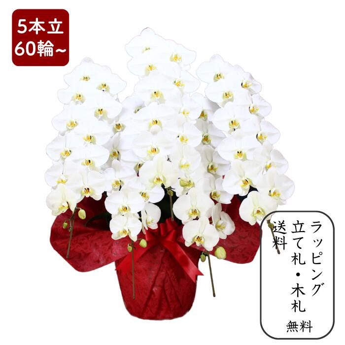 夢見鳥蘭  【大輪5本立ち60輪以上】 活動写真送達あり 花上相柄札・晴れ晴れしいラッピング無料 【祝賀会 差し上げ物 花 差し上げ物 開店 開院 開業 移し替える 入会 取り立て お供え 受職 退位 取り立て 受かる 当選 周年 進発 還暦 古稀】