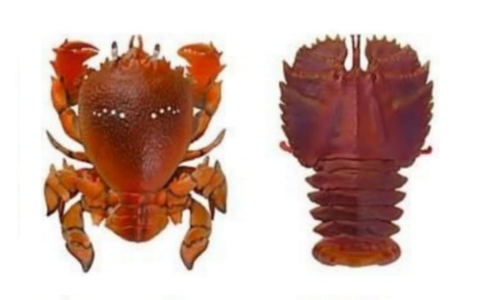 楽天市場】01.タカアシガニ 【いきもの大図鑑 かに02 バンダイ 甲殻類