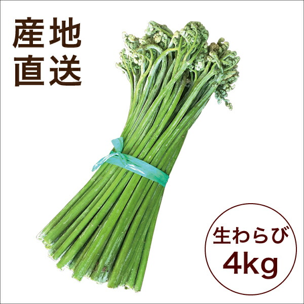 わらび 4kg 山形県小国小さな町発明 根から山菜 素生ワラビ あく抜き目当て重曹利運 涼しい書翰 お取り寄せ Femesthetics Com
