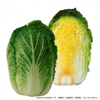 小林種苗 金の王様白菜 ベー太郎85 ハクサイ種子　5760　コートL2500粒