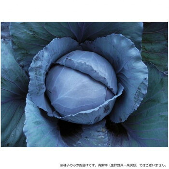 小林種苗 キャベツ種子 プレミアレッド　8450　20ml