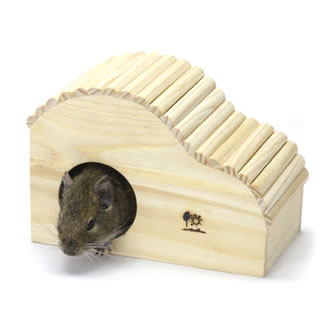 【44件】デグー|おすすめの画像 | デグー ...