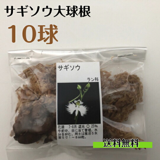 楽天市場】斑入りサギソウ（良球） 銀河（白覆輪） 20球 （Habenaria