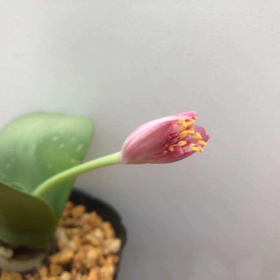 楽天市場】【送料無料】山野草 マユハケオモト（ハエマンサス）斑入り