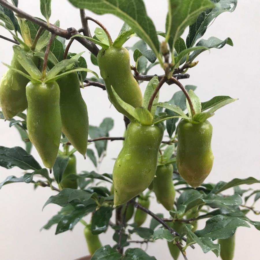 楽天市場】老爺柿（ロウヤガキ）雌木(メス) 7号 苗木(J04) : 千草園芸