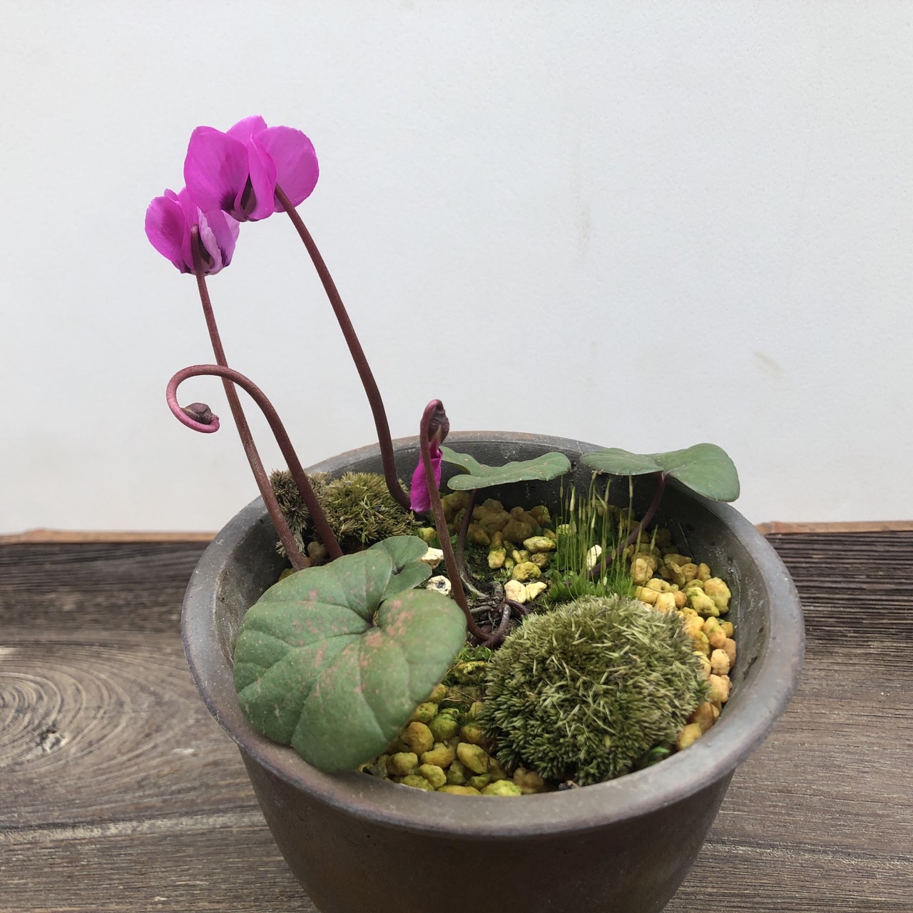 楽天市場】原種シクラメン アフリカナム : おぎはら植物園