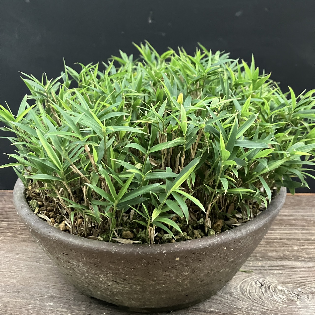 細葉屋久島笹 鉢植え 現品 1点もの｜やまおか碧山苑　店