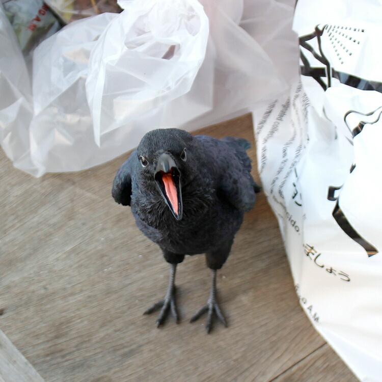 楽天市場 貯金箱 ペットバンク ジャングル クロウ Pet Bank Jungle Crow カラス 町の小さな雑貨屋さん アポン