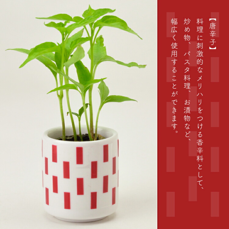 薬味 栽培キット セット しそ 唐辛子 わさび菜 三つ葉 栽培 おちょこ お猪口 園芸用品 家庭菜園 屋内 室内 聖新陶芸 全4種 園芸 贅沢