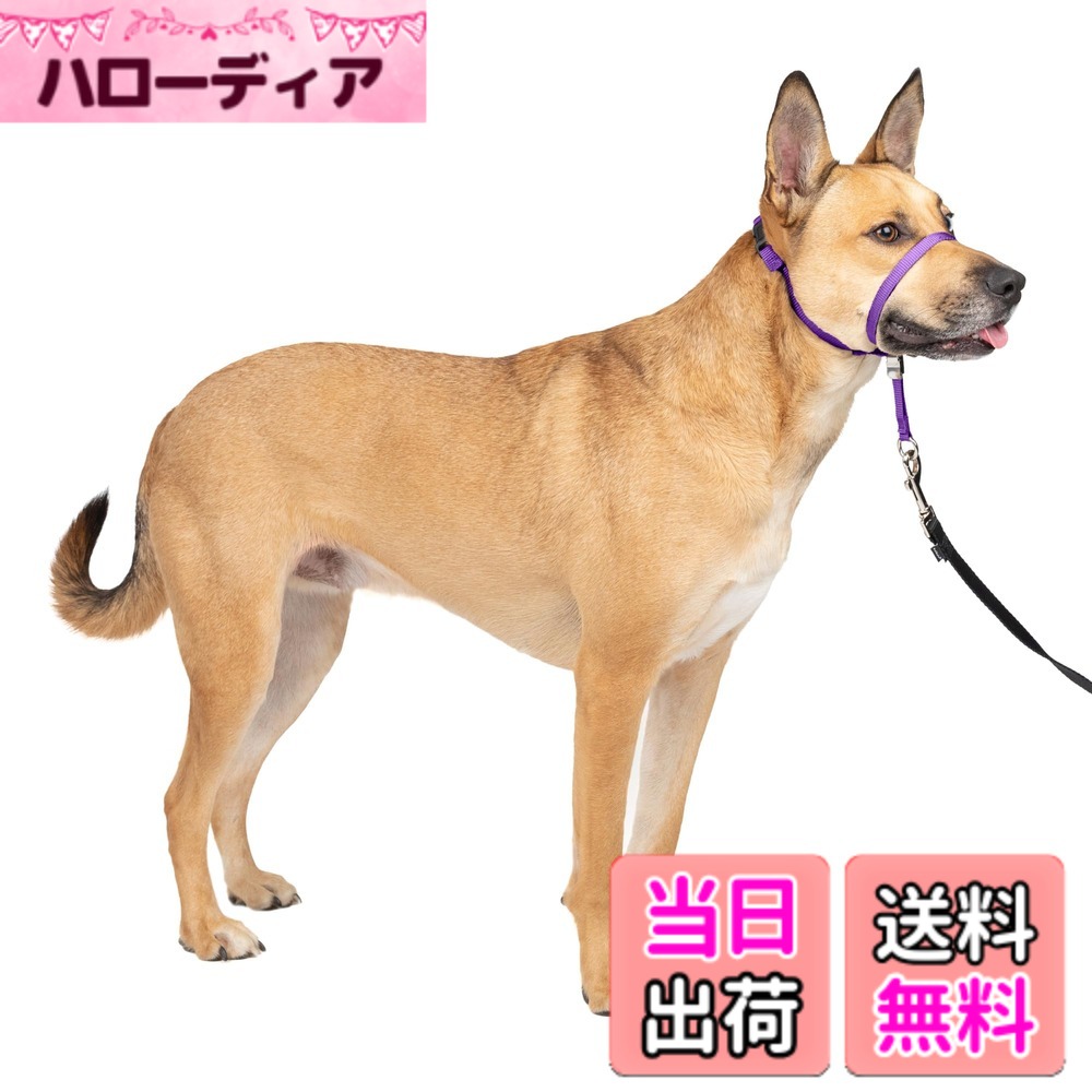 【送料無料】PetSafe（ペットセーフ） ジェントルリーダー 引っ張り防止 ヘッドカラー 犬用 散歩トレーニング 色：ディープパープル、サイズ：Mサイズ (x 1)