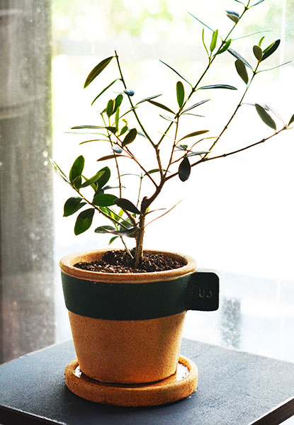 楽天市場】オリーブ ネバディロブランコ 5号鉢 高さ60cmセンチ : 母の