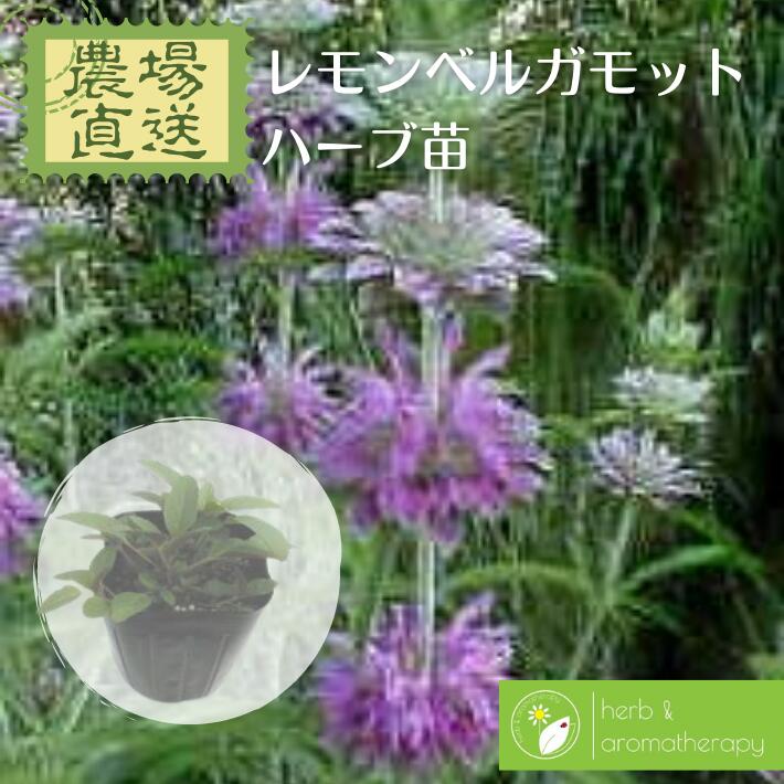 楽天市場 モナルダ属 タイマツ草 ベルガモット ４号ポット 産直花だん屋