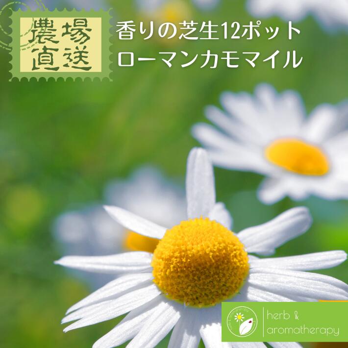 楽天市場 青リンゴの香りのじゅうたん 芝生 ローマンカモマイル 12ポット ローマカミツレ ローマンカモミール ハーブ苗 9vp 12ポット ハーブ苗セット Chamomail Roman グランドカバープランツ 農場直送 ハーブ苗専門店 ハーブとアロマテラピー