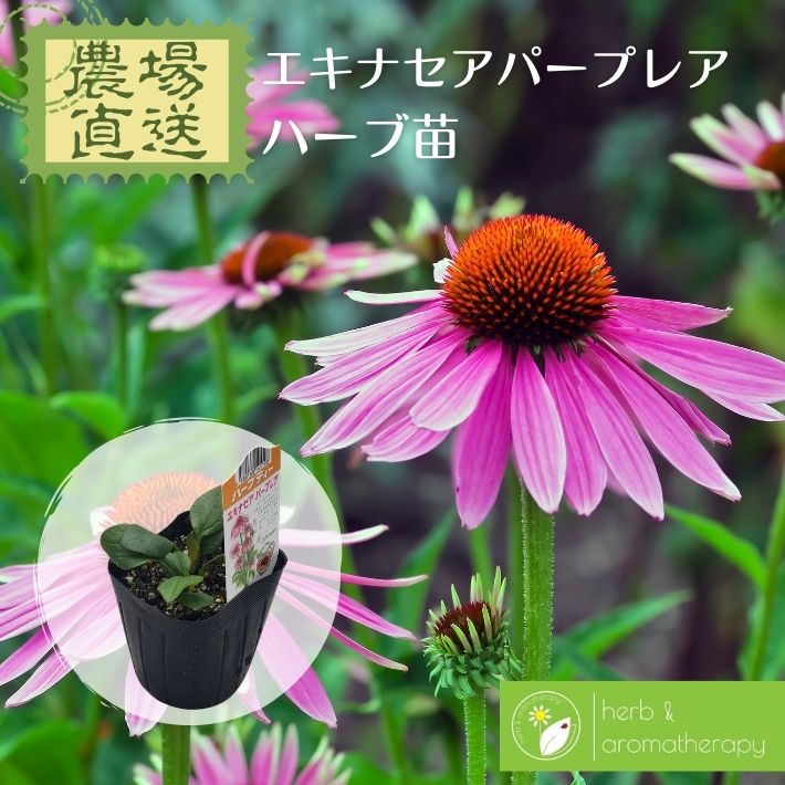 楽天市場 エキナセア ムラサキバレンギク エキナケア ハーブ苗 9vp 3号ポット Echinacea 農場直送 ハーブ苗専門店 単品ハーブ苗 買いまわり専用 ハーブとアロマテラピー