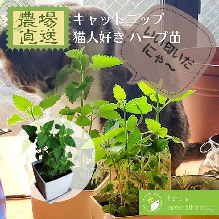 楽天市場】レモングラス レモンガヤ ハーブ苗 9vp 3号ポット Lemongrass 農場直送 ハーブ苗専門店 単品ハーブ苗買いまわり専用 : ハーブ とアロマテラピー