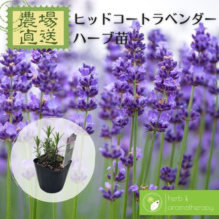 楽天市場】香りの生垣 デンタータラヴェンダー 12ポット ラベンダー フリンジラヴェンダー フリンジドラヴェンダー フレンチラヴェンダー  トップドラヴェンダー 9vp×12ポット ハーブ苗セット Dentata Lavender ラベンダーヘッジ 農場直送 ハーブ苗専門店 : ハーブとアロマ  ...