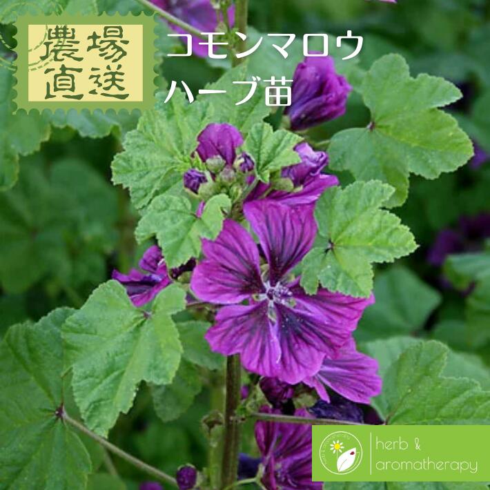 楽天市場 コモンマロウ ハイマロウ ブルーマロウ チージーズ ウスベニアオイ ハーブ苗 9vp 3号ポット Common Mallow 農場直送 ハーブ苗専門店 単品ハーブ苗買いまわり専用 ハーブとアロマテラピー