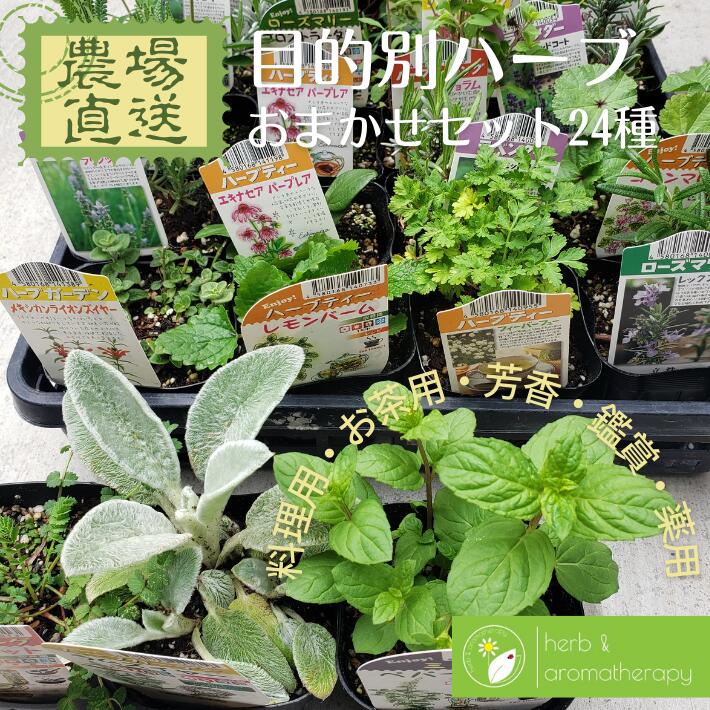 売れ筋 【即日発送】 M2V6CA1OMZB [M2V6CA1OMZB]