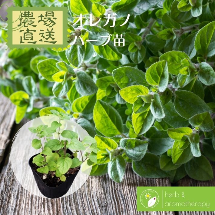 楽天市場 オレガノ ワイルドマジョラム オリガナム 花薄荷 ハナハッカ ハーブ苗 9vp 3号ポット Oregano Wild Marjoram 単品ハーブ苗買いまわり専用 ハーブとアロマテラピー 楽天市場 オレガノ ワイルドマジョラム オリガナム 花薄荷 ハナハッカ ハーブ苗 9vp 3号ポット Oregano Wild Marjoram 単品ハーブ苗買いまわり専用 ハーブとアロマテラピー