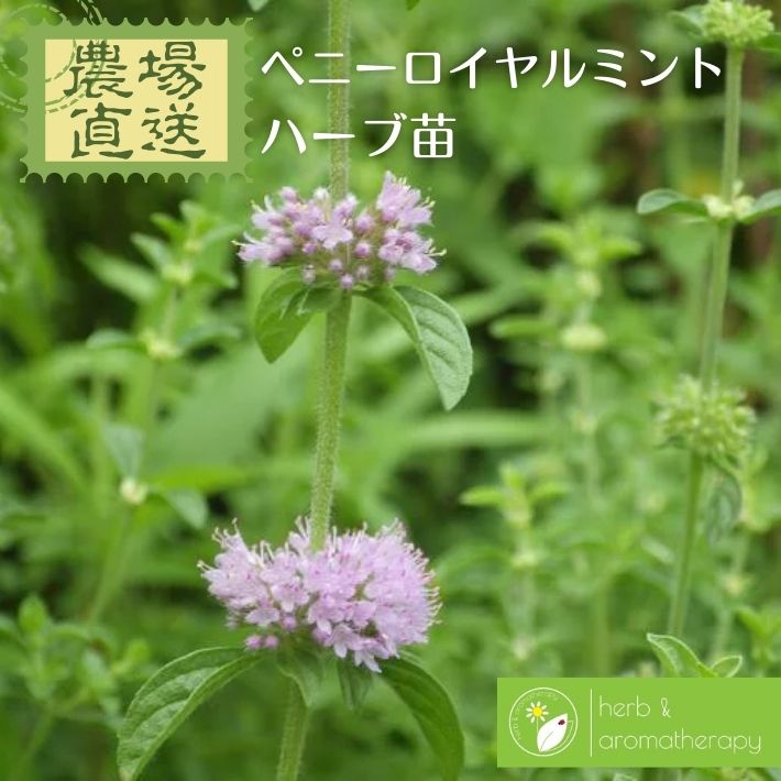 楽天市場 ペニーロイヤルミント 3号苗 C19 千草園芸