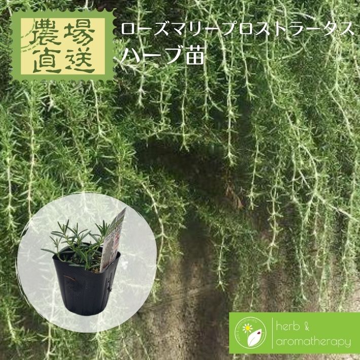 楽天市場】カスケードを作ろう ローズマリープロストラータス 12ポット