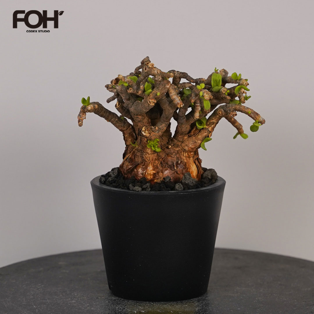 楽天市場】☆特価☆コーデックス：ケラリア ピグマエア 大株*葉幅7cm