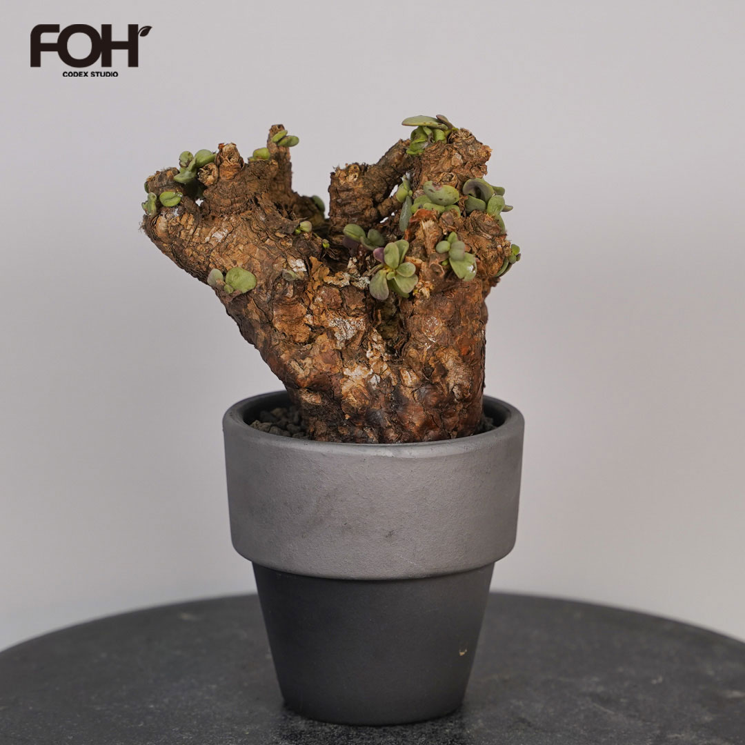 楽天市場】コーデックス：ケラリア ピグマエア 大株 発根済*葉幅15cm