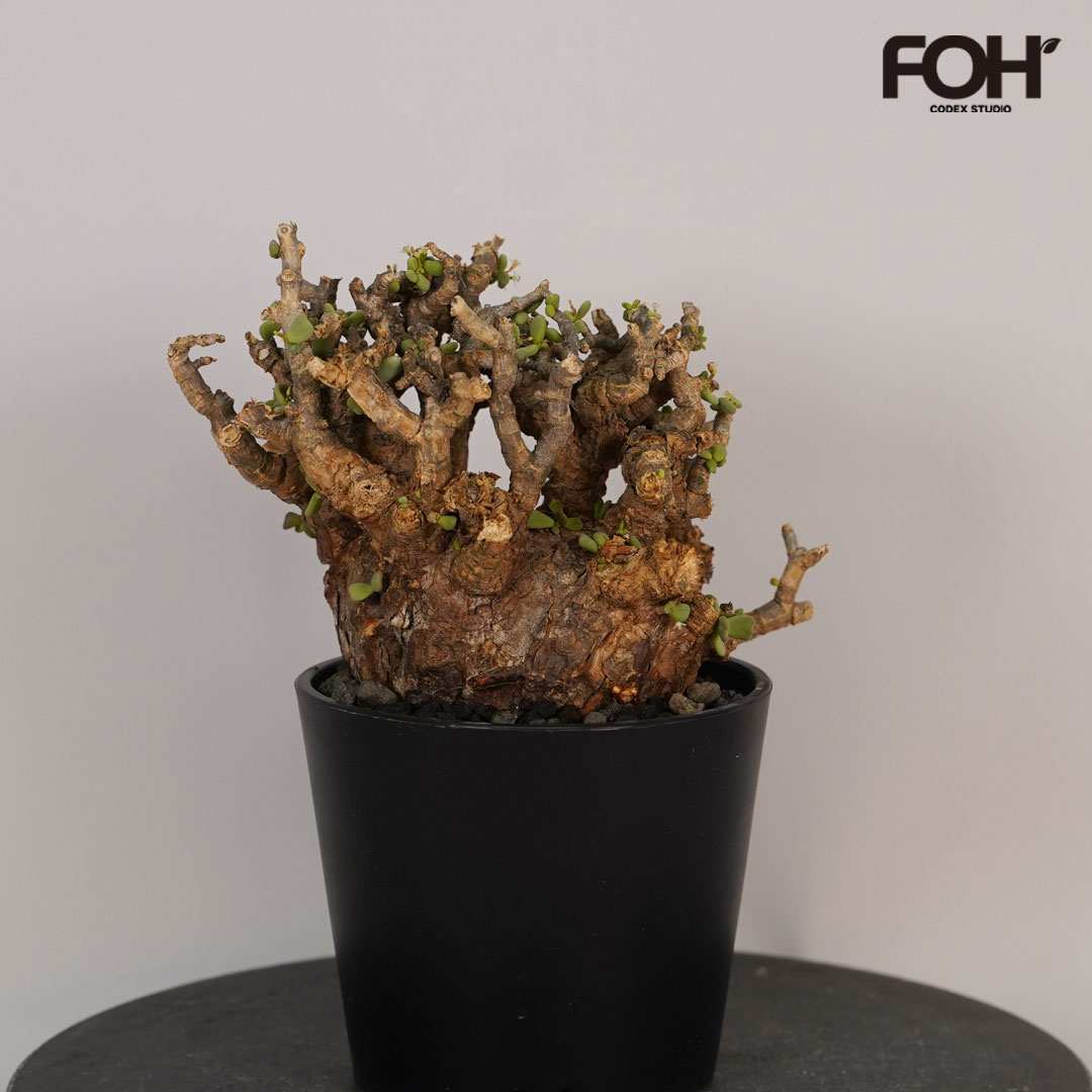 楽天市場】☆特価☆コーデックス：ケラリア ピグマエア 大株*葉幅7cm