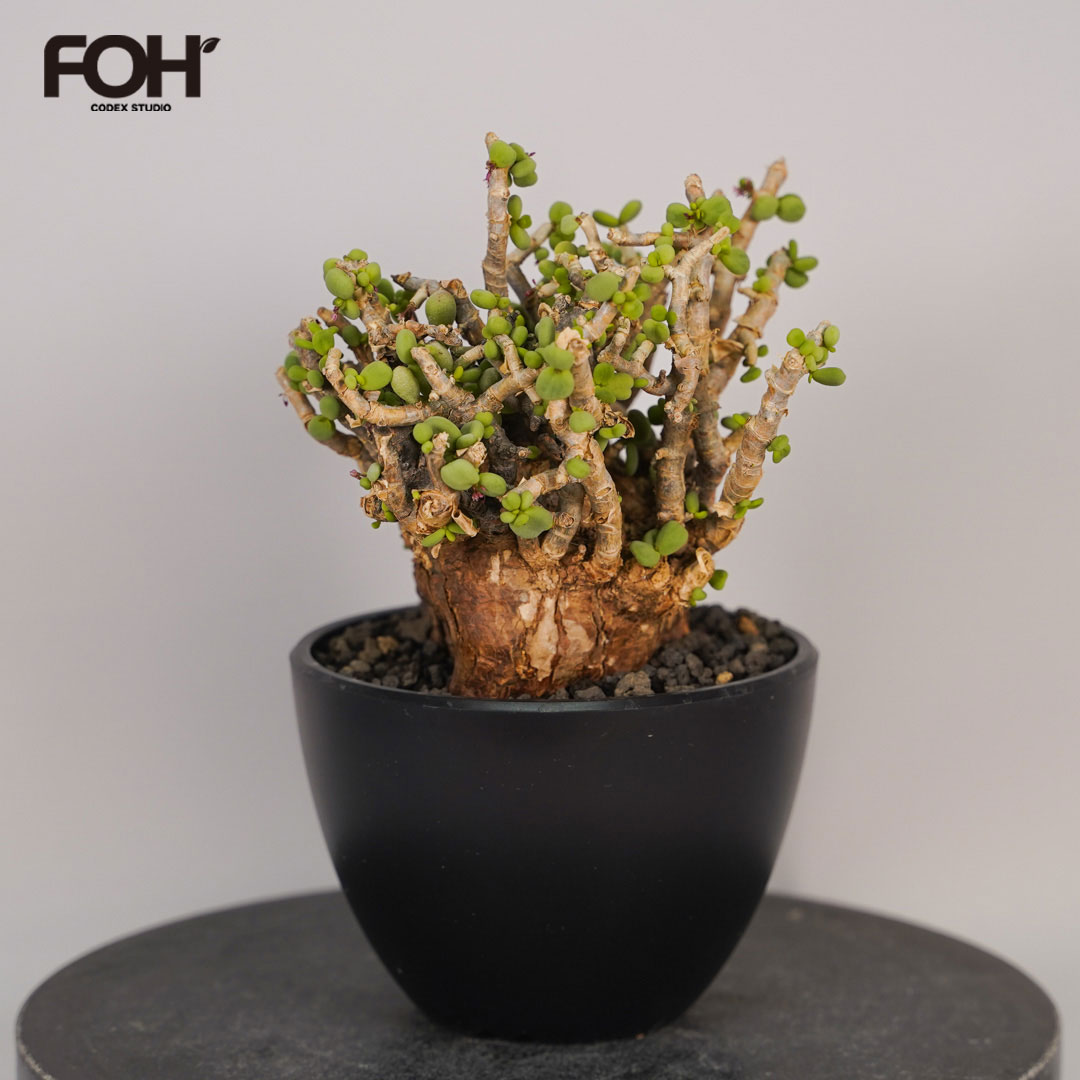 楽天市場】コーデックス：ケラリア ピグマエア 大株*葉幅10cm 現品