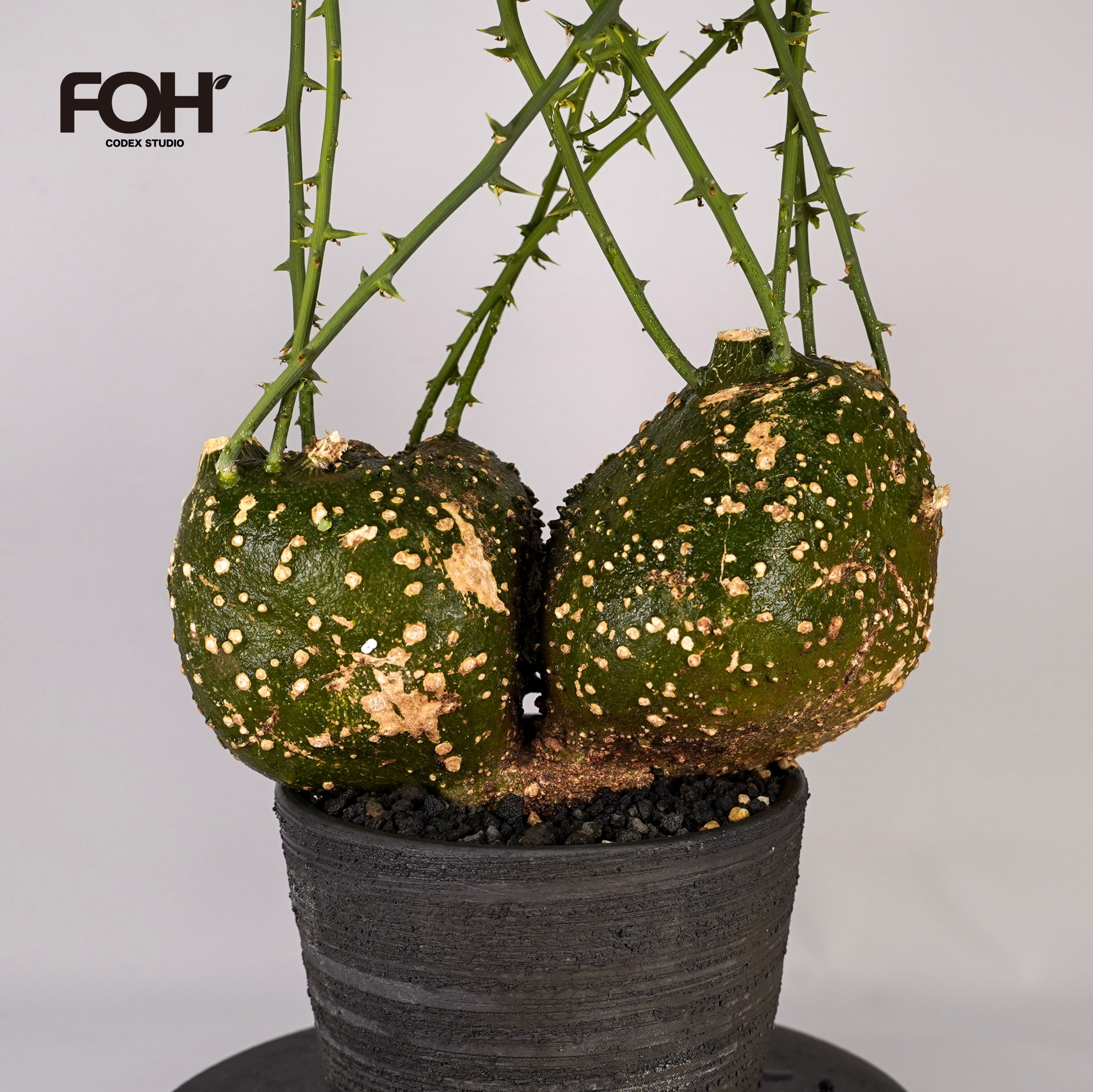F88 アデニア グロボーサ Adenia globosa タンザニア産 発根済み 現地球|SWAG GEAR 店