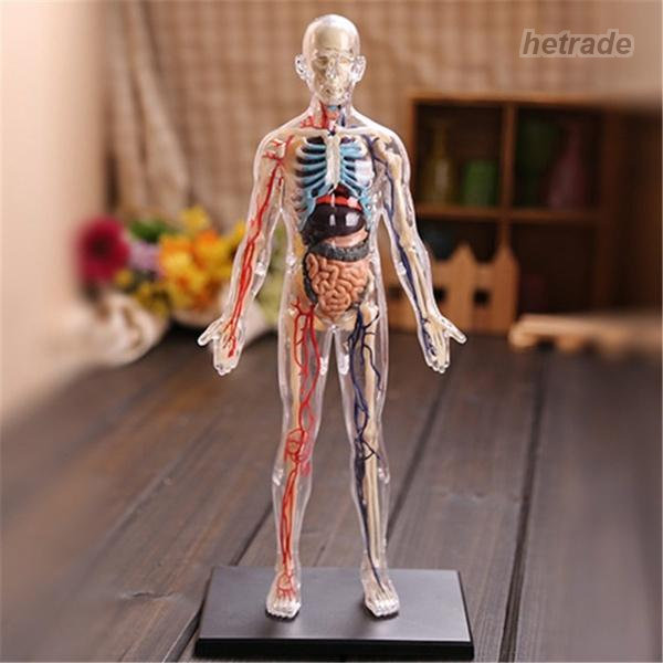 1：6人身生体解剖学澄み切った体取りはらい能力のあるな腕力、臓器、骨内臓生体解剖学学びとるキッズ生体解剖学手あそび科学の科目装置余分の物パンプス
