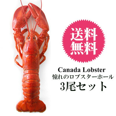 【送料無料】【3尾セット】 Lサイズ！ぎぎゅッと詰まった身が堪らない！カナダ/プリンスエドワード島産：ボイルオマールホール ネット入り(約350g-400g)【冷凍のみ】 ロブスター オマール エビ 海老 ギフト