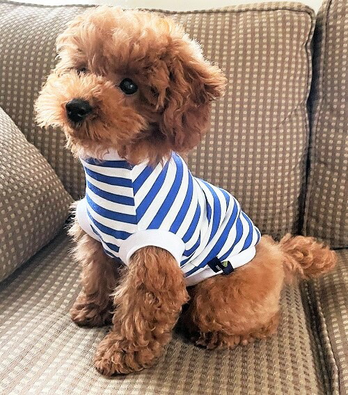 楽天市場 犬の服や首輪 ハーフチョークなどサイズ豊富に取り揃えております 犬の服 首輪 犬のリードの通販hibi トップページ