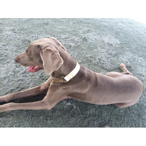 楽天市場 ハーフチョーク 大型犬 超大型犬用 3cm幅 犬の服 首輪 犬のリードの通販hibi