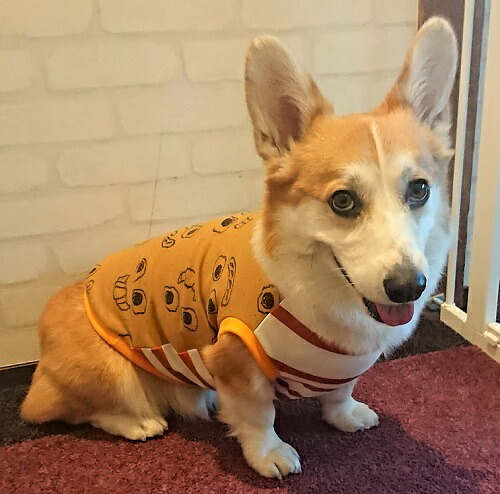 楽天市場 ダックスフンド 服 コーギー 服 Hibiで朝食を クロワッサンとポーチドエッグとカットソー 犬の服 首輪 犬のリードの通販hibi