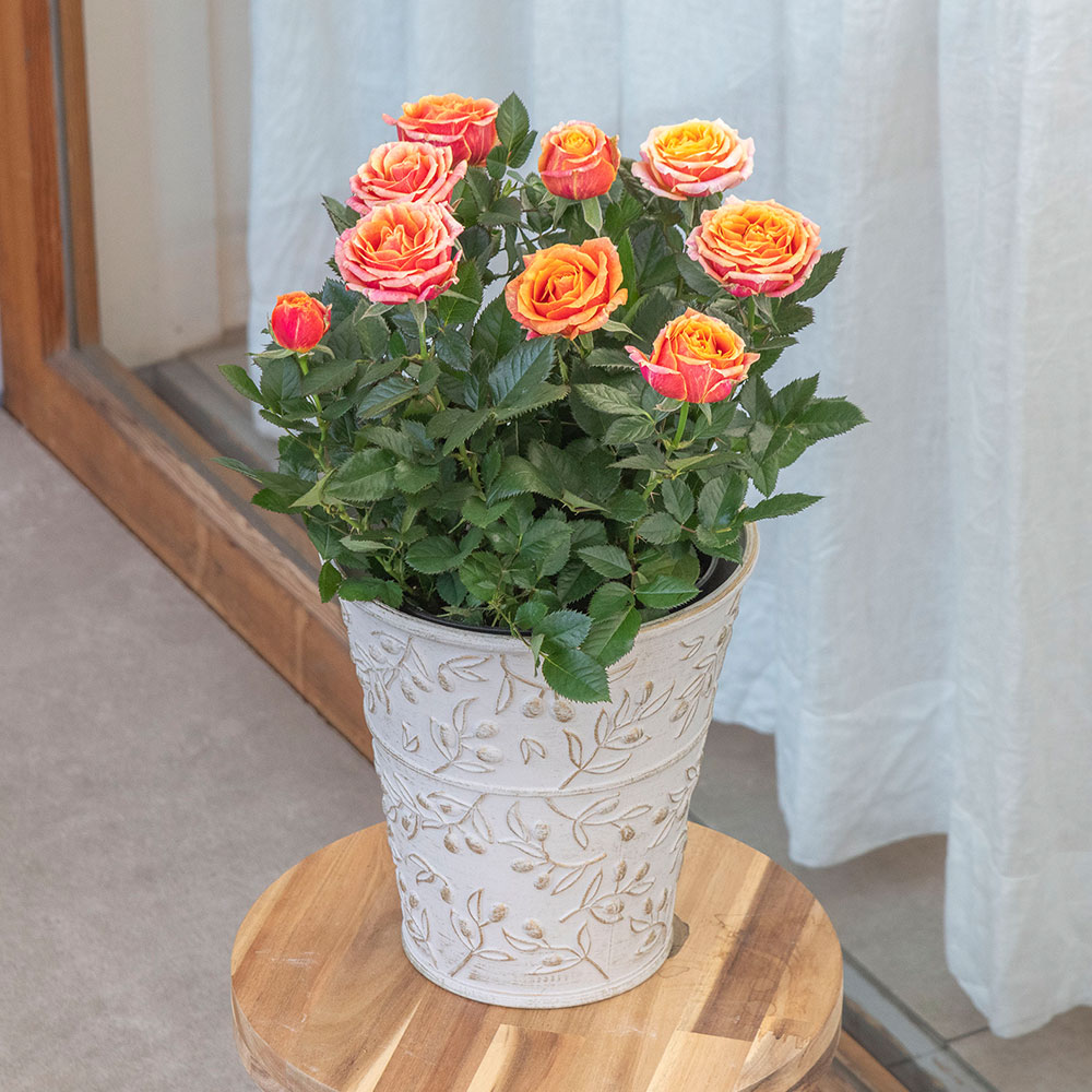 楽天市場】母の日 大西 隆コレクション ミニバラ「エミー」 日比谷花壇