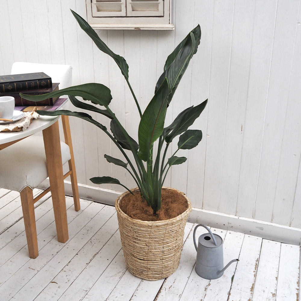 楽天市場】観葉植物「オーガスタ(L)・バスケット」【大型配送】 日比谷