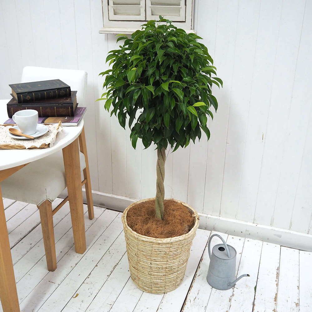 楽天市場】観葉植物「オーガスタ(L)・バスケット」【大型配送】 日比谷