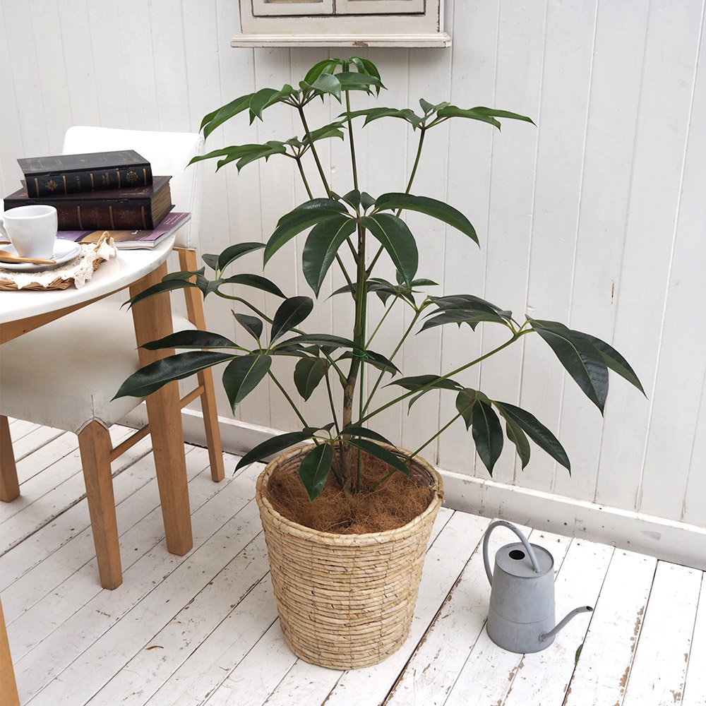 楽天市場】観葉植物「オーガスタ(L)・バスケット」【大型配送】 日比谷