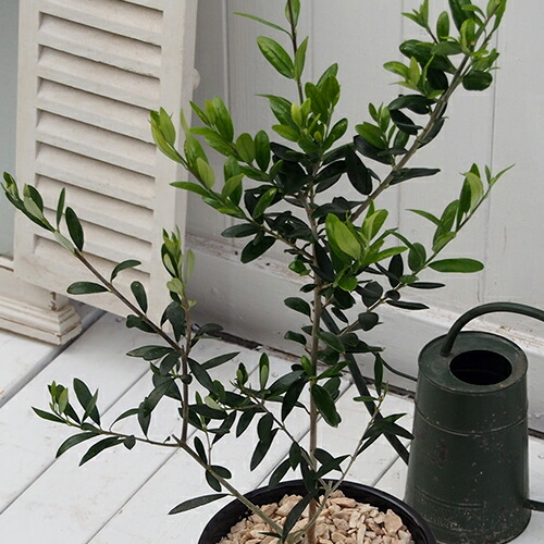 日比谷花壇 観賞樹 オリーブ2本植えモダンポット Crunchusers Com