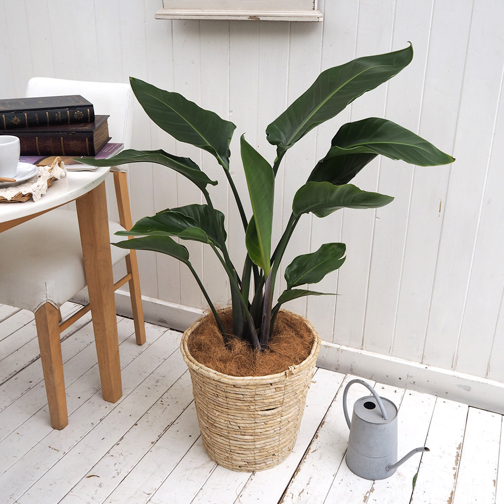 楽天市場 日比谷花壇 フルーツツリー 8月 レモン 誕生日 花 日比谷花壇