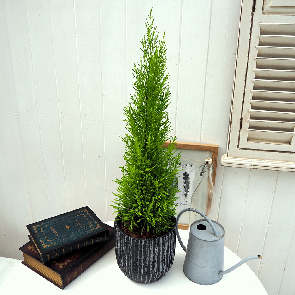 観葉草木 「ゴールドクレスト(アンティークポット)」 日比谷花壇 生まれ落ちる日 花 差し上げ物 室内装飾緑であること 住まい用 不死化日 作りお祝い 開店お祝い 一緒になる不死化日 辞任お祝い 貨物輸送無料 お花差し上げ物 生まれ落ちる日差し上げ物 観葉植物-花・観葉植物-花・ガーデン・DIY