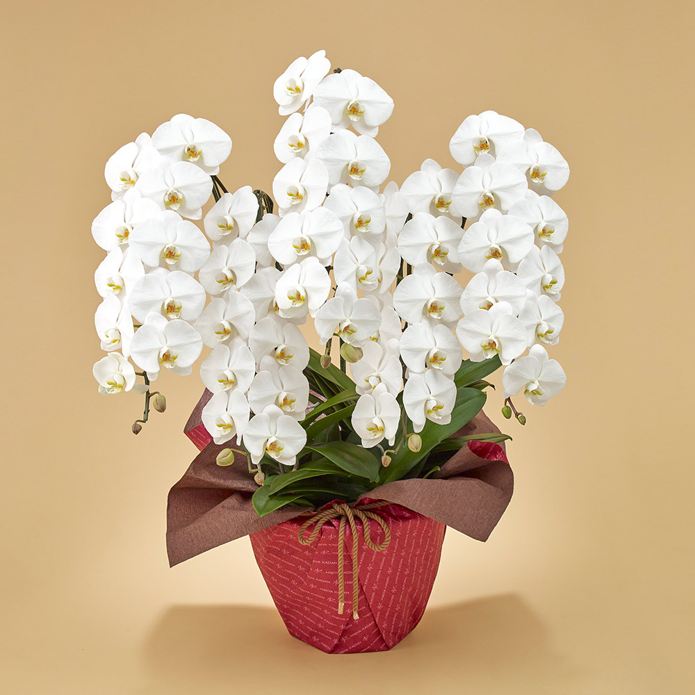金縁花模様蘭鉢 tr2654.jpg