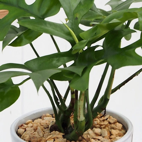 日比谷花壇 観葉草木 ヒメモンステラ 白人種ポット 小粋 調度品 斬新暮し Nobhillmusic Com