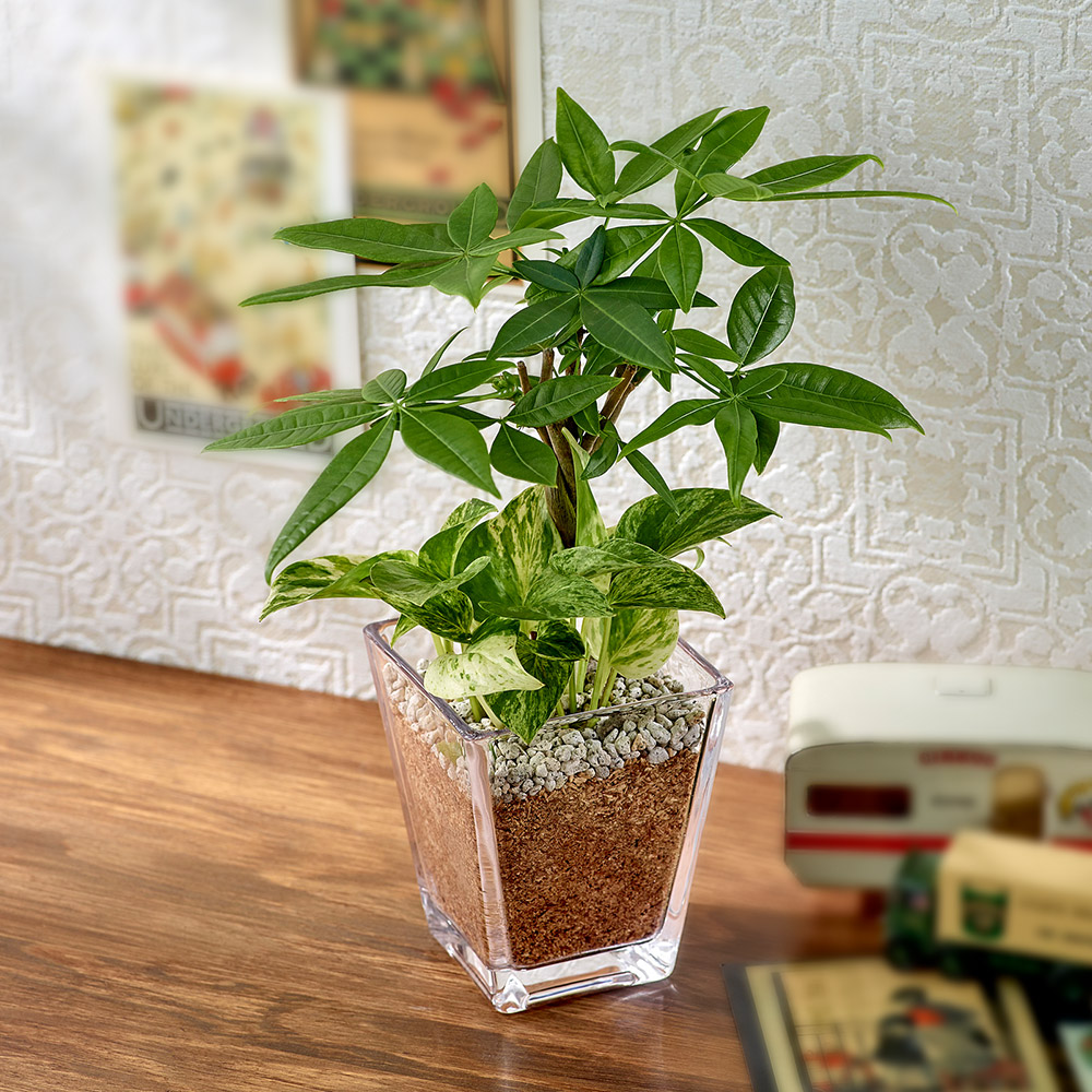 日比谷花壇 状況にやすいエコスギ観葉草木 パキラ オウゴンカズラの寄せ植え スクエアー盃 ファッショナブル ファーニチュア Digitalland Com Br