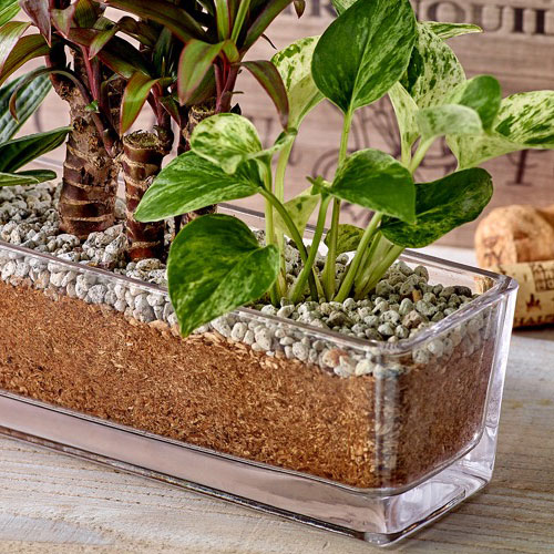日比谷花壇 環境にやさしいエコスギ観葉植物 ポトス コルジリネ ペペロミア寄せ植え おしゃれ インテリア Giosenglish Com 日比谷花壇 環境にやさしいエコスギ観葉植物 ポトス コルジリネ ペペロミア寄せ植え おしゃれ インテリア Giosenglish Com